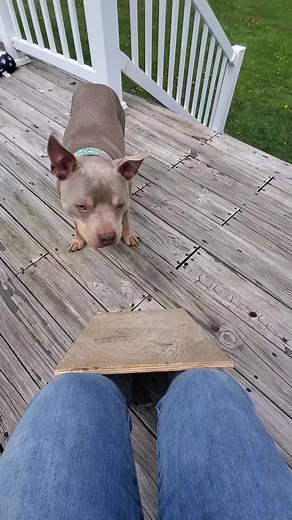 Does your dog struggle with nail trimming? A scratch board is a great way to get your dog to file their nails down themselves! Our training team at ULPS taught Guppy to use the scratch board, cooperative care is a big focus of the ULVH/ULPS Team. To speak with our team of experienced trainers, call (248) 363-6262. . . . #dogtraining #cooperativecare #training #positivereinforcement #dogtrainer #lowstresshandling #lowstress | Union Lake Veterinary Hospital
