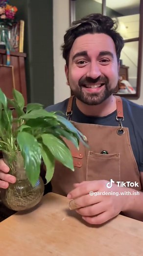 Thriving Peace Lily Care Using Simple Water Technique