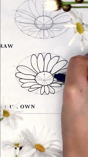 How to draw side view daisy flowers ✨