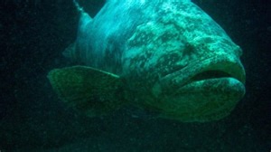 FWC allows killing of goliath grouper for first time in over 30 years