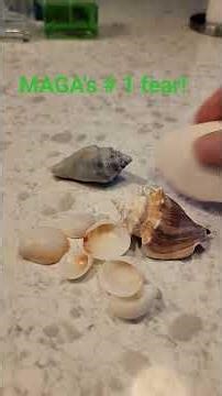 MAGA vs Seashells? Comey 8647 Controversy Explained 😂 #Trump #Satire