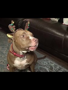#pennythepitbull #talkinganimals #comedy #pitbulls #talkingpets #reels #pitbulls #dogsofinstagram #dogcomedy #pennythepitbull #comedyreel #funnydogvideo #comedyskits #talkingdog | Happy puppies