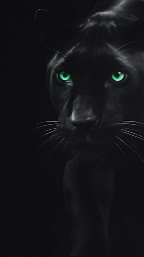 Schnell. Kraftvoll. Gnadenlos gut. 🖤 Die neue Kobold Special Edition Black ist da! Den Kobold VK7 Akku-Staubsauger gibt es vorübergehend in einem einzigartig neuen Design in Schwarz. Inspiriert von einem, der weiß, wie man leise auftritt und trotzdem Eindruck hinterlässt. 🐈‍⬛🖤Wer von euch hätte gedacht, dass ein Staubsauger so viel Ausstrahlung haben kann? 😌 Alle Details und Set-Kombis findest du hier: 👉🏽 https://go.vorwerk.de/Special-Edition-Black_fb | Kobold Deutschland