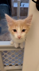 The kittens have broken free! 🐱 | Furry Tails