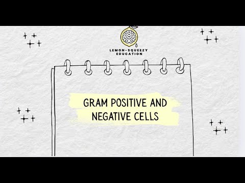 Gram Positive vs Gram Negative Bacteria | Cell Walls & Antibiotics Explained Simply