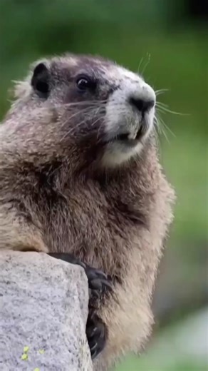 Animals Communicate Hilariously in Adorable Video Moments