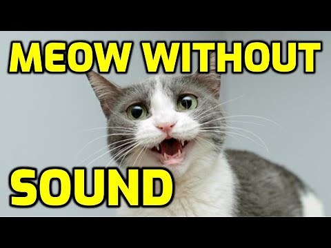 Why Does My Cat Meow Silently? (Whisper Meows)
