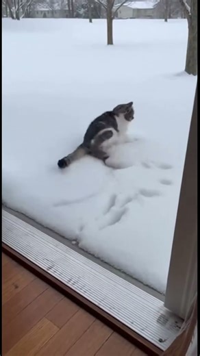 Cat Goes Outside For The First Time After Snowing