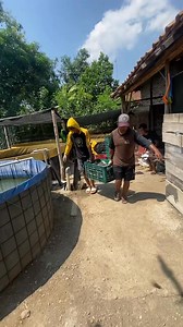 Panen lele #fyp #fishing #lele | Budhy Creators