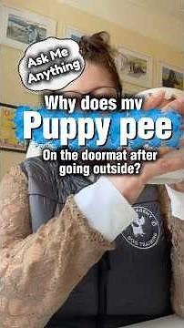 Why Your Puppy Pees Inside Right After Going Outside (Doormat Problem Explained)