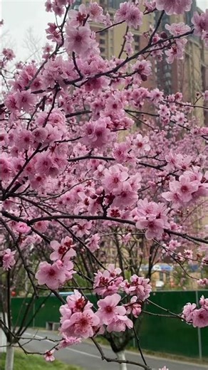 #美人梅，学名Prunus × blireana 'Meiren'，别名樱李梅。英文名Meiren Plum。属蔷薇科李属，由重瓣宫粉型梅花与紫叶李杂交而成。 #植物科普 #garden