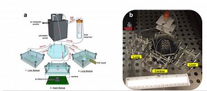 Organs on a chip – IEEE Future Directions