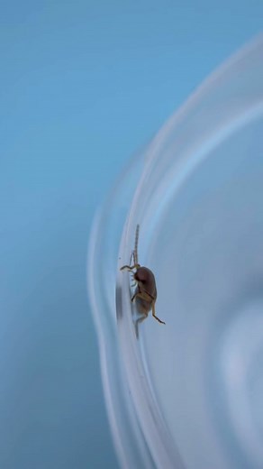 Exploring Insects with Ant Lab: Beetle Edition