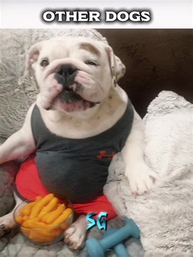 Exploring the Cane Corso: Weight & Unique Features