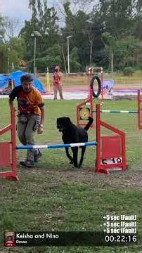 Labrador DOG AGILITY