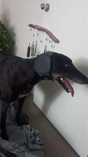 keeps out sound 🙉