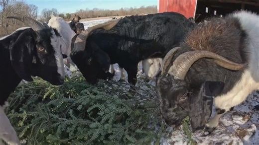 From tree to treat: Groveport farm feeds goats recycled Christmas trees