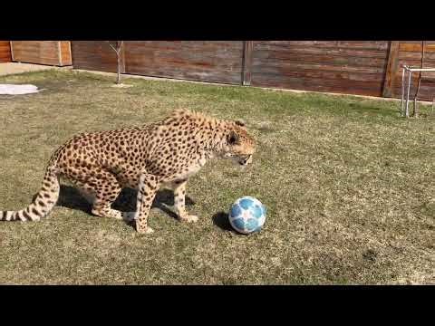 A cheetah faints on the lawn! The snow has melted, it's open season!