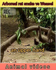 835K views · 2.3K reactions | Epic fight between Arboreal rat snake & Weasel | Snake Farm | Facebook