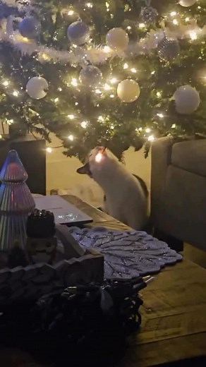 Chegando o Natal… | Marcio Lacerda