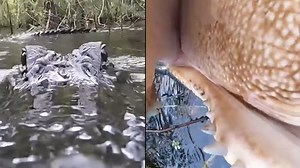 WATCH: Alligator jumps up, tries to snatch GoPro camera in Florida