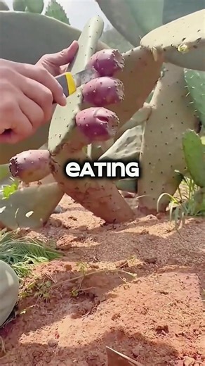 Olas just wandeing off at Disneyland Paris at the New World of Frozen coming next March! Beyond cute#disneyland #WorldOfFrozen#frozen #disneyadventureworld#disneylandparis