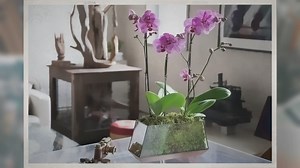 10 Best Orchid Pots For Phalaenopsis