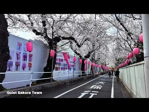 【4K Walk】Tokyo’s Quiet Sakura Town｜Birthplace of Somei Yoshino in Komagome｜染井村