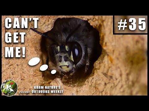 'Self-Isolating' Digger Bees! | KNOW #35