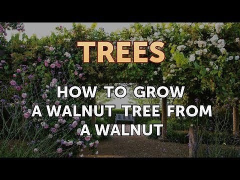 How to Grow a Walnut Tree From a Walnut