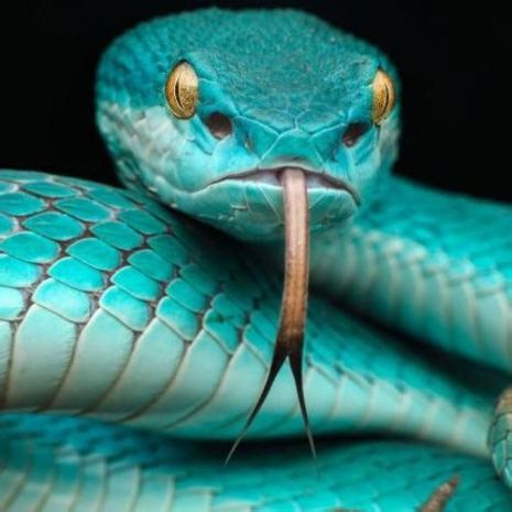 The Interrogation of James Clapper