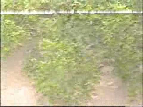 Rescue 911 - "Church Bus"