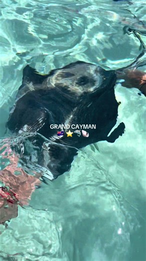 One day in Georgetown, Cayman Islands ♥️ #onedayincayman #islandtravel #cruisestops #travelrecap #grandcayman