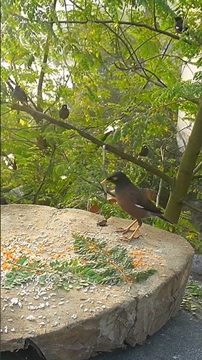 cat entertainment videos on youtube