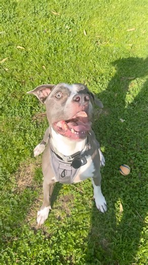 My AmStaff loves to play fetch! #amstaff #pitbull #adoptdontshop #rescuedog #happilyadopted