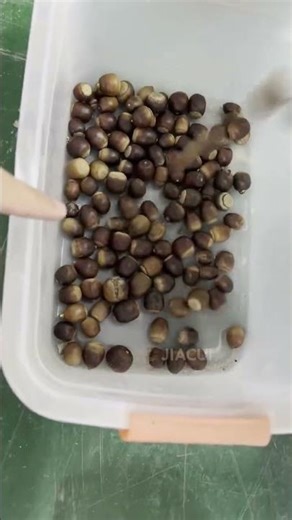 Acorn Color Sorting Machine | Remove Moldy & Defective Acorns with High Precision | Sorting Line