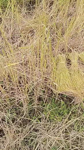 Exploring Agricultural Practices in Rural Settings