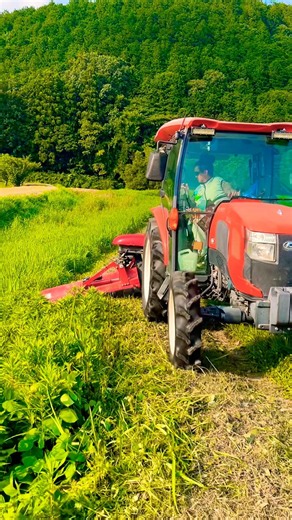 草刈りが一瞬で終わる🚜コバシ オフセットモアOMF151最強‼️ #kubota #現代農業 #farming #agriculturelife #農業 #agriculture #farming