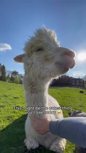 How cute is this video! 🥺 Alpacas are so loving 🦙❤️ #alpacas #cuteanimals #wholesome #alpacalyeverafter #thewoollyarmy | Alpacaly ever after
