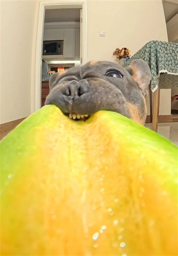 Cute French Bulldog Nibbles on Horn Melon!