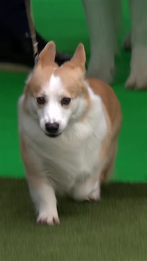 I'll have one perfect corgi, please 🙏 Hazel the Welsh Corgi Pembroke is described by her owner as 'greedy', and she certainly hogged the limelight today at Crufts! #crufts #crufts2026 #corgi