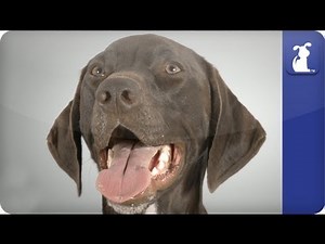 German Short Haired Pointer - Doglopedia