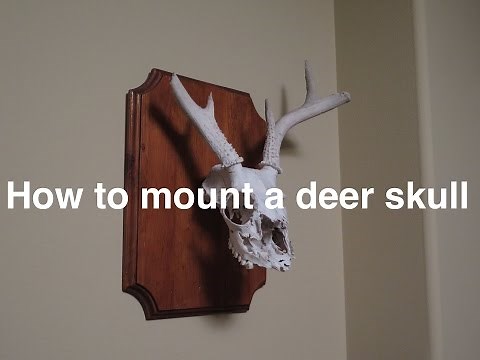 How to mount a deer skull