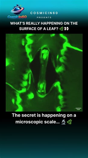 You’ve Never Seen a Leaf Like This Before 🌿😳