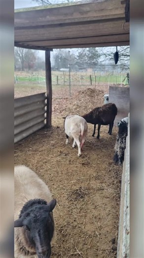 Sheep Behavior Explained: Understanding Flock Dynamics