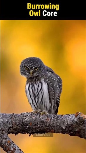 Burrowing Owl Core #owl #birds #shorts