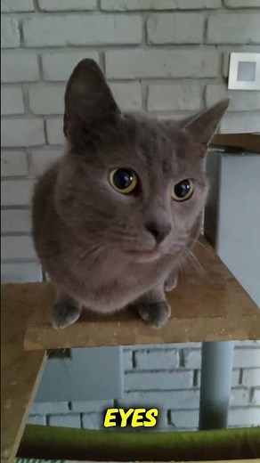 Top 20 Most Beautiful Cats – Part 4 #5–#1 CatRules Grand Finale