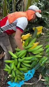 Banana Regrowing Process 🍌🌱 | How Bananas Grow Again from the Same Plant