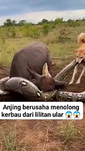 Anjing menolong kerbau dari lilitan Piton #rels #fyp #semuaorang @sorotan | Amir Putra Bulkum