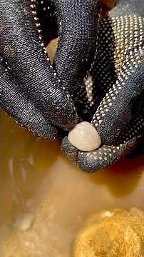 I found conglomerate rock, or clastic sedimentary rock consisting of rounded gravel grains #hunting